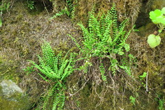 Asplenium trichomanes trichomanes