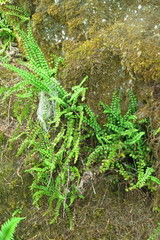 Asplenium trichomanes trichomanes