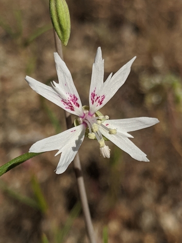Clarkia xantiana ssp. parviflora