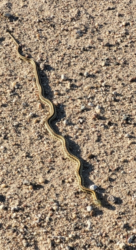 Plains Garter Snake