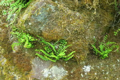 Asplenium trichomanes trichomanes