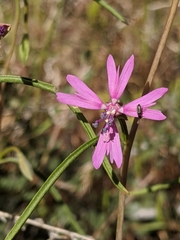 Clarkia xantiana parviflora
