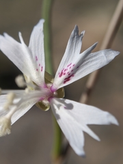 Clarkia xantiana parviflora