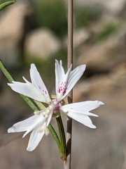 Clarkia xantiana parviflora