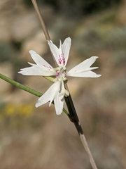 Clarkia xantiana parviflora