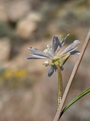 Clarkia xantiana parviflora
