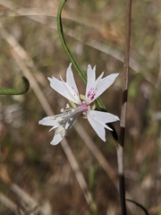 Clarkia xantiana parviflora