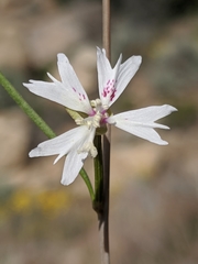 Clarkia xantiana parviflora
