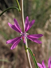 Clarkia xantiana parviflora