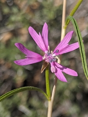 Clarkia xantiana parviflora