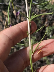 Clarkia xantiana parviflora
