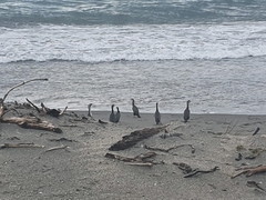 Phalacrocorax punctatus oliveri