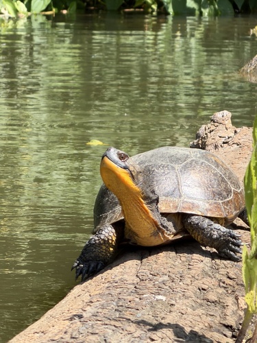 Blanding's Turtle