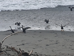 Phalacrocorax punctatus oliveri