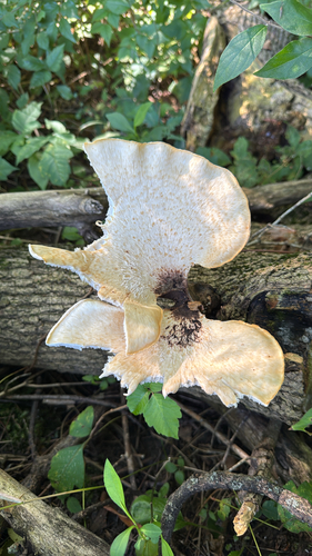 Dryad's Saddle