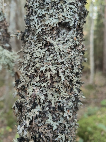 Netted shield lichen
