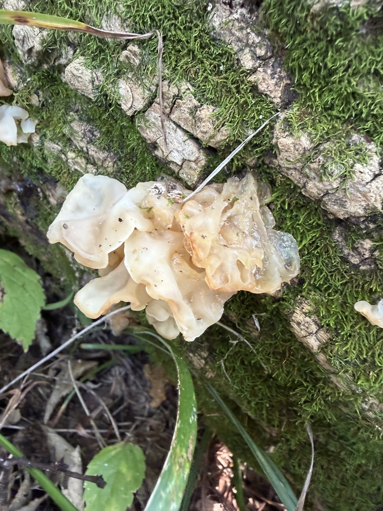 white jelly fungus · August 2026 · photo: Photo: no rights reserved · iNaturalist