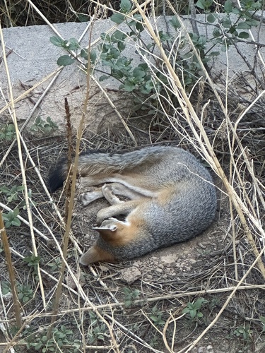 Gray Fox