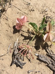 Tripterocalyx carneus