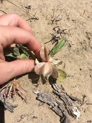 Tripterocalyx carneus