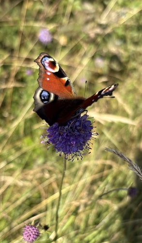 European Peacock Butterfly