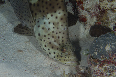 Chromileptes altivelis