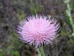 Cirsium occidentale occidentale