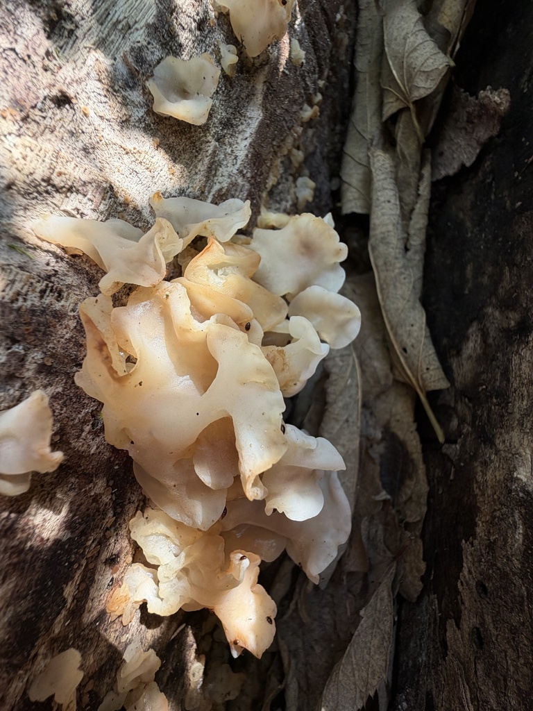 white jelly fungus · August 2026 · photo: Photo: no rights reserved · iNaturalist