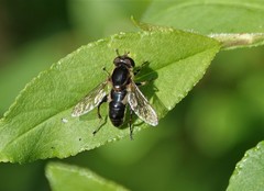 Anasimyia