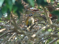 Picumnus innominatus