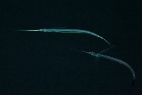 Euleptorhamphus viridis observed 2026-03-16