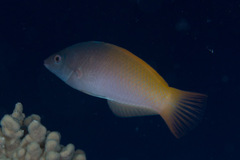 Halichoeres prosopeion