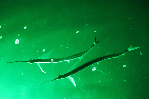 Euleptorhamphus viridis observed 2026-03-16
