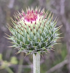 Cirsium occidentale occidentale