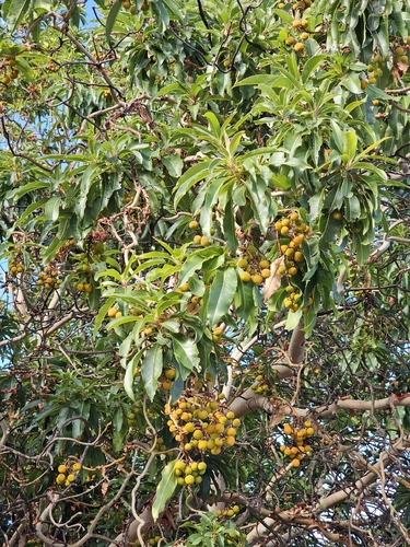 Arbutus canariensis, photograph 1