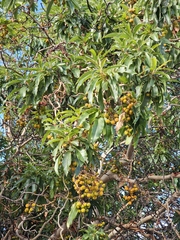 Arbutus canariensis