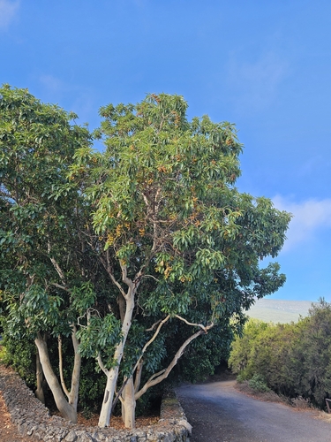 Arbutus canariensis, photograph 2