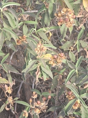 Cistus symphytifolius