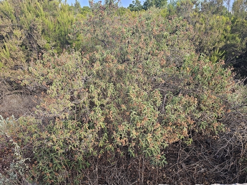 Cistus symphytifolius, photograph 2