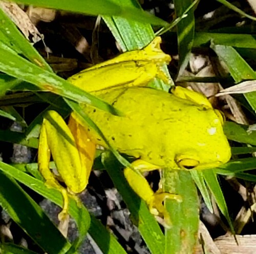 Tinker Reed Frog