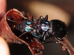 Sphaeroderus stenostomus