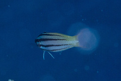 Halichoeres prosopeion