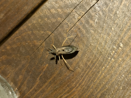Oncocephalus breviscutum