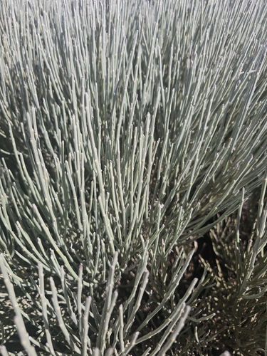 Cytisus supranubius
