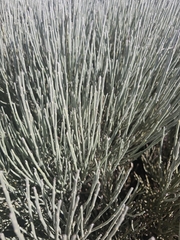 Cytisus supranubius