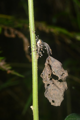 Ophiocordycipitaceae