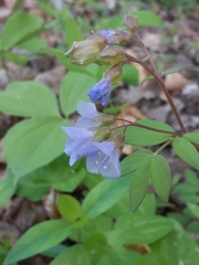 Polemonium reptans reptans