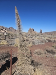 Echium wildpretii
