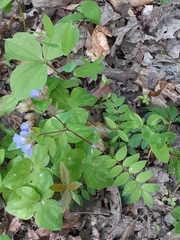 Polemonium reptans reptans