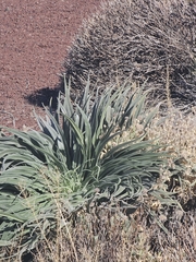 (c) Elizabete Marchante, some rights reserved (CC BY) Echium wildpretii, photograph (c) Elizabete Marchante, some rights reserved (CC BY)